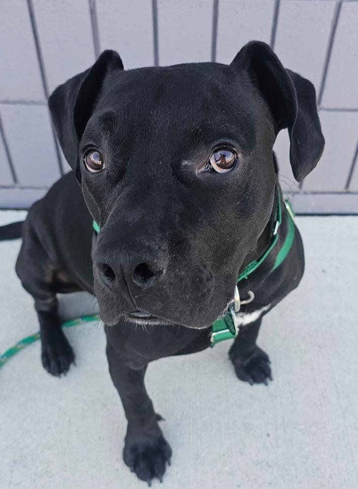Orville, an adoptable mixed breed in Lapeer, MI image 6/6