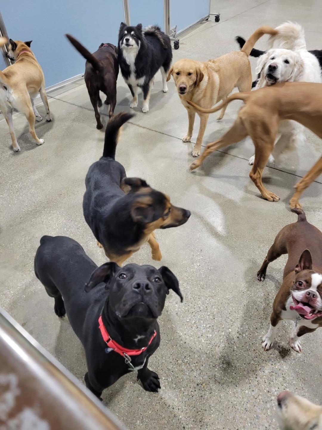 Enlarge Orville, a ADOPTABLE mixed breed in Lapeer, MI image 5/6