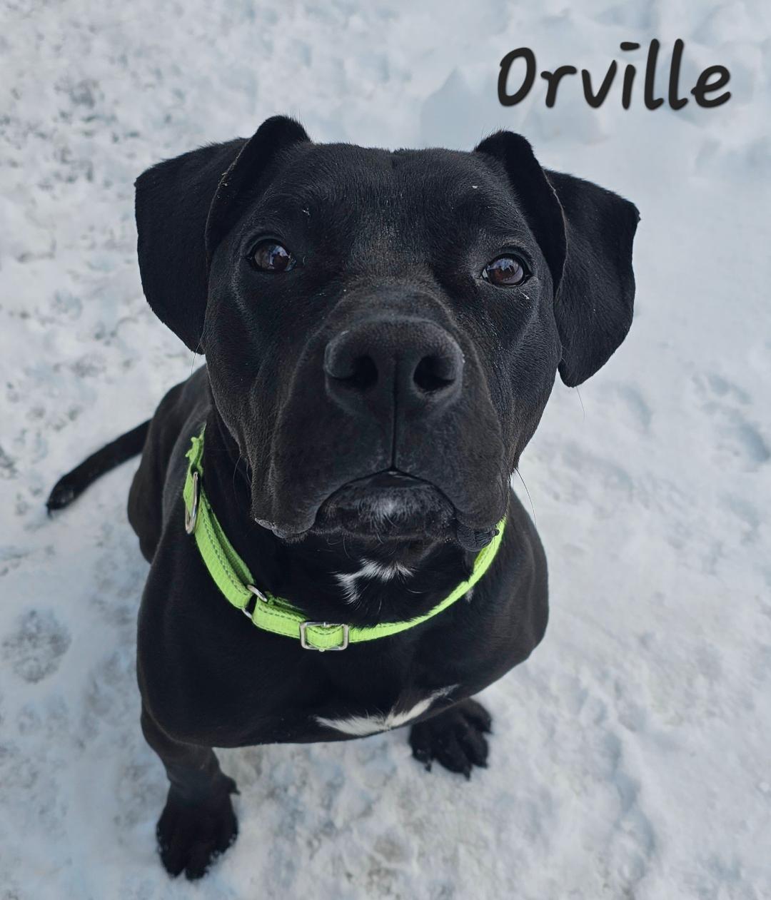 Orville, ADOPTABLE, Adult Male Mastiff.
