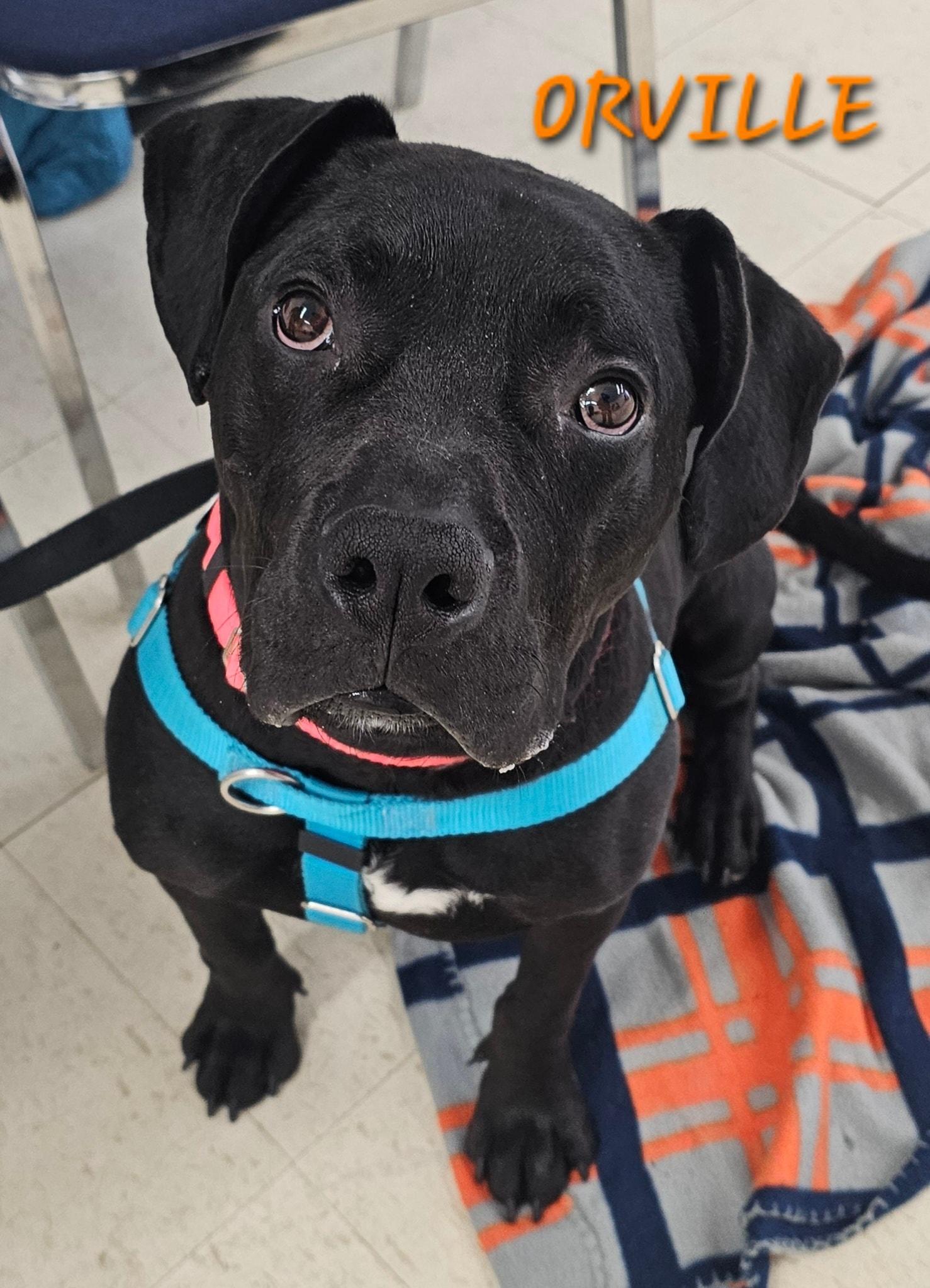 Enlarge Orville, a ADOPTABLE mixed breed in Lapeer, MI image 1/6