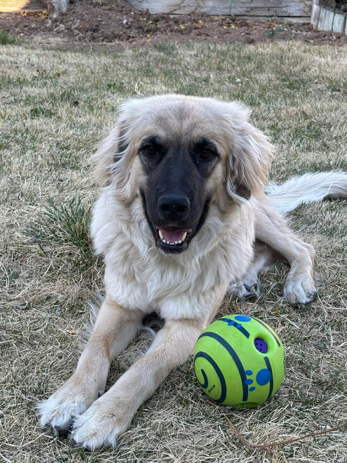 Kate, ADOPTABLE, Young Female Anatolian Shepherd.
