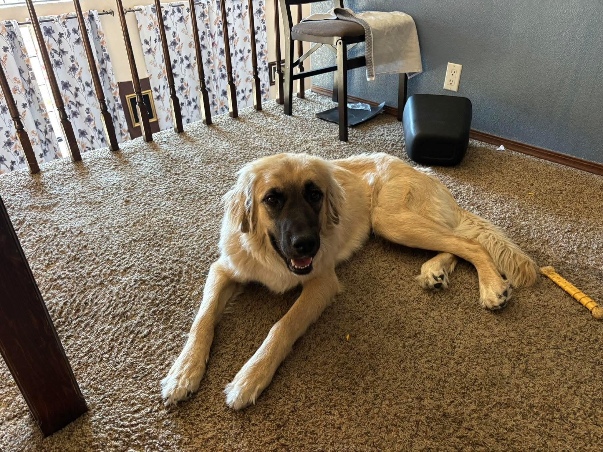 Enlarge Kate, a ADOPTABLE Anatolian Shepherd in Albuquerque, NM image 4/4
