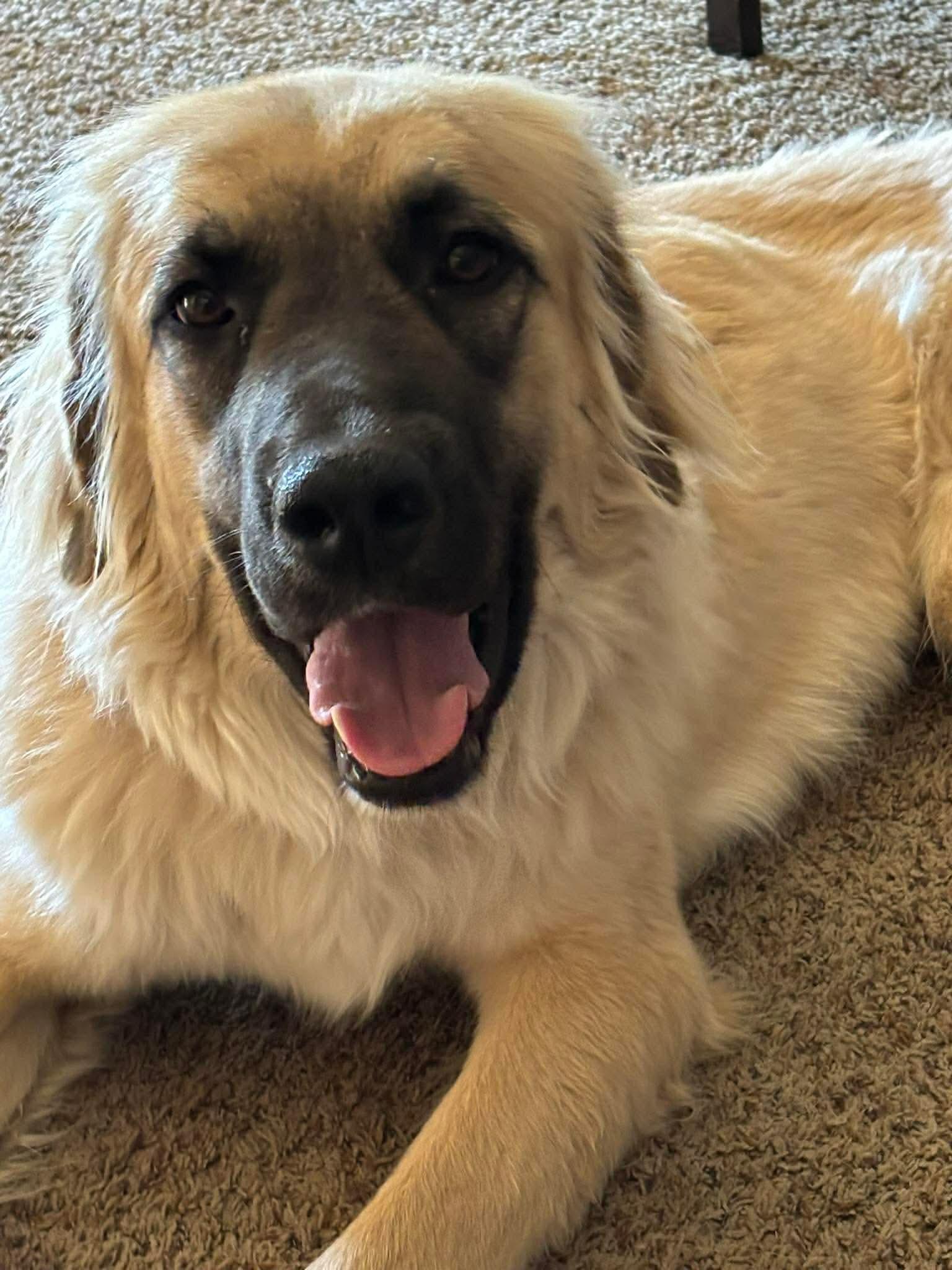 Enlarge Kate, a ADOPTABLE Anatolian Shepherd in Albuquerque, NM image 2/4