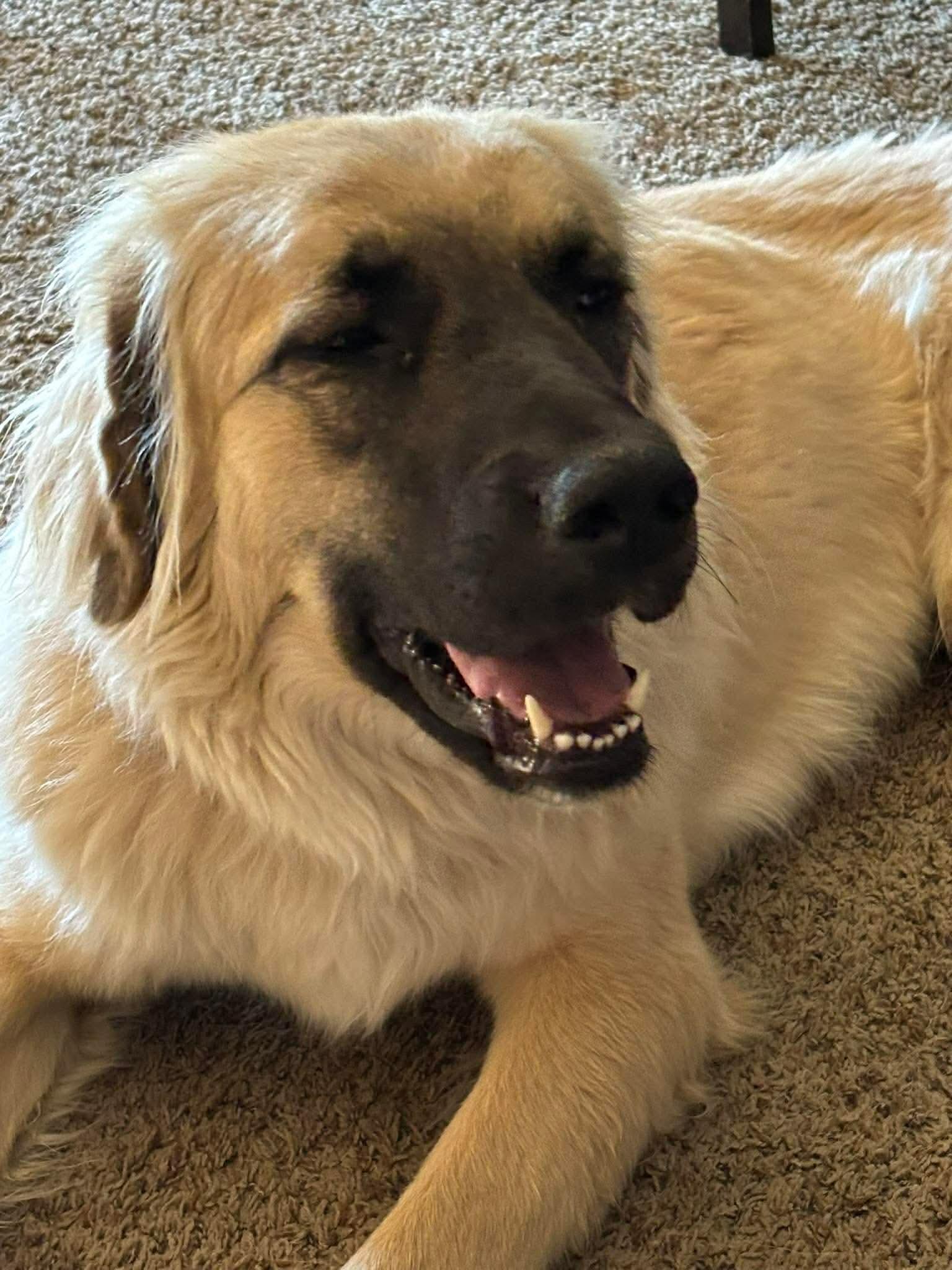 Enlarge Kate, a ADOPTABLE Anatolian Shepherd in Albuquerque, NM image 3/4