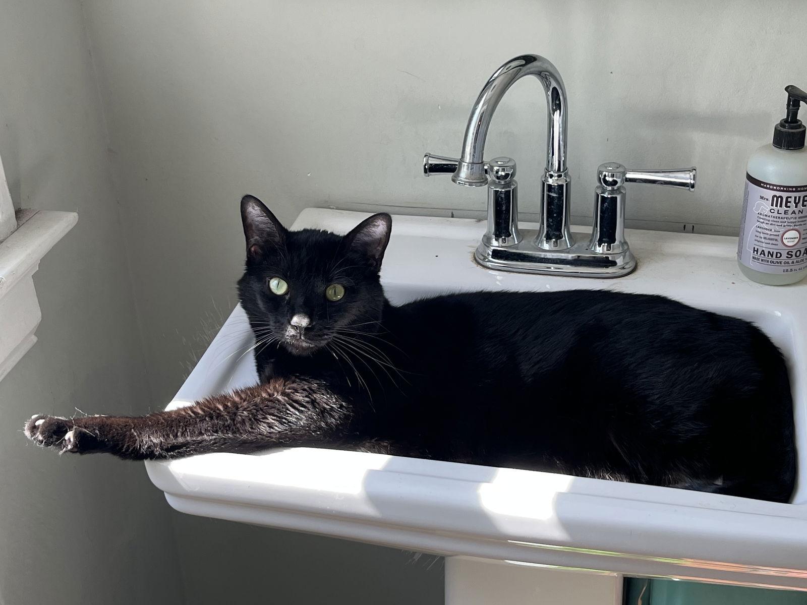 Dobby, a Adoptable Domestic Short Hair in Newport, KY image 1/3