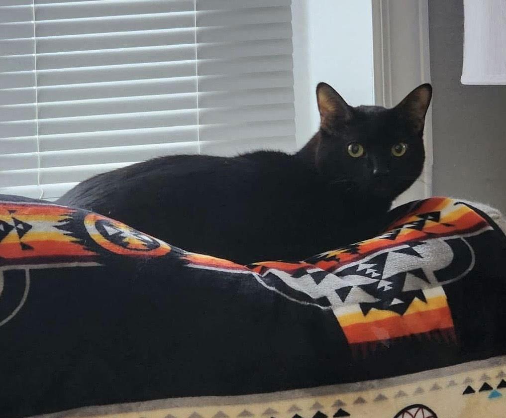 Dobby, a Adoptable Domestic Short Hair in Newport, KY image 2/3