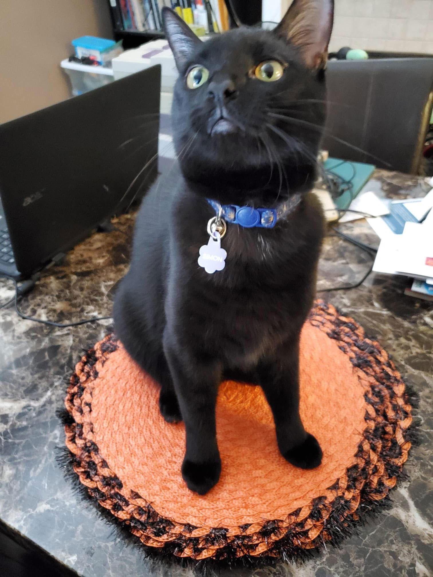 Dobby, a Adoptable Domestic Short Hair in Newport, KY image 3/3