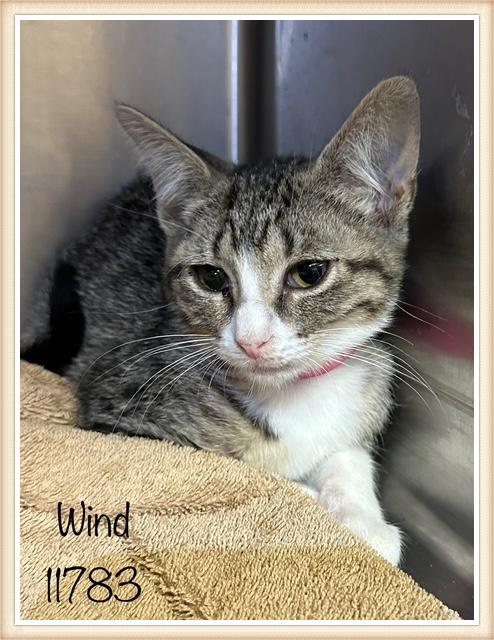 Wind is about 11 weeks old and ready for a forever home Wind will be neutered and microchipped when