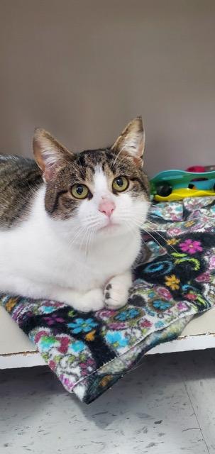 Bogie, ADOPTABLE, Adult Male Domestic Short Hair.