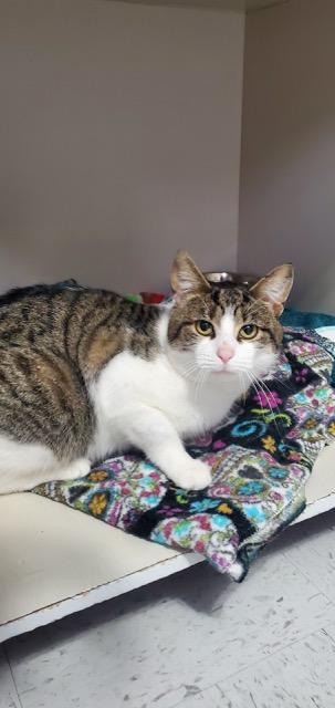 Bogie, a ADOPTABLE Domestic Short Hair in Hutchinson, MN image 2/3