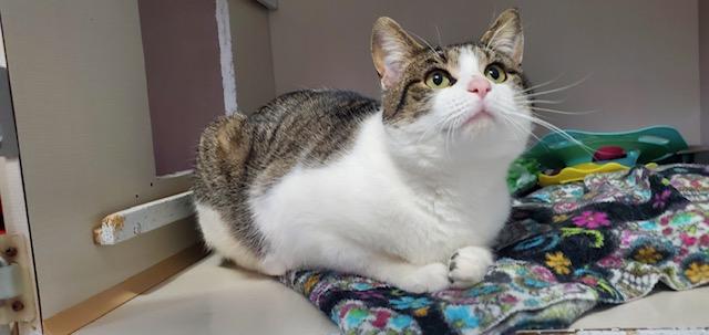 Bogie, a ADOPTABLE Domestic Short Hair in Hutchinson, MN image 3/3