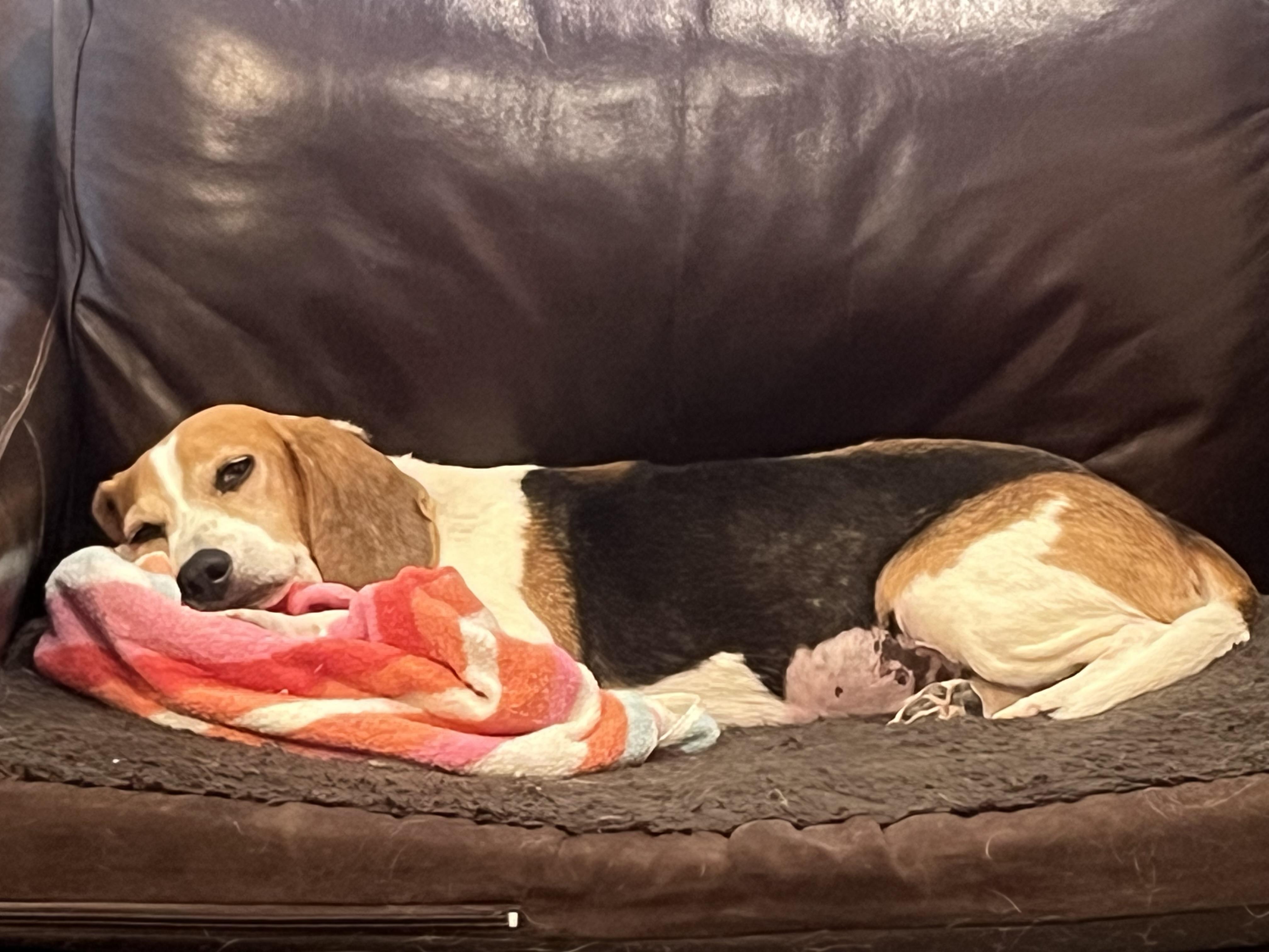 Chloe, a ADOPTABLE Beagle in Prairieville, LA image 6/6