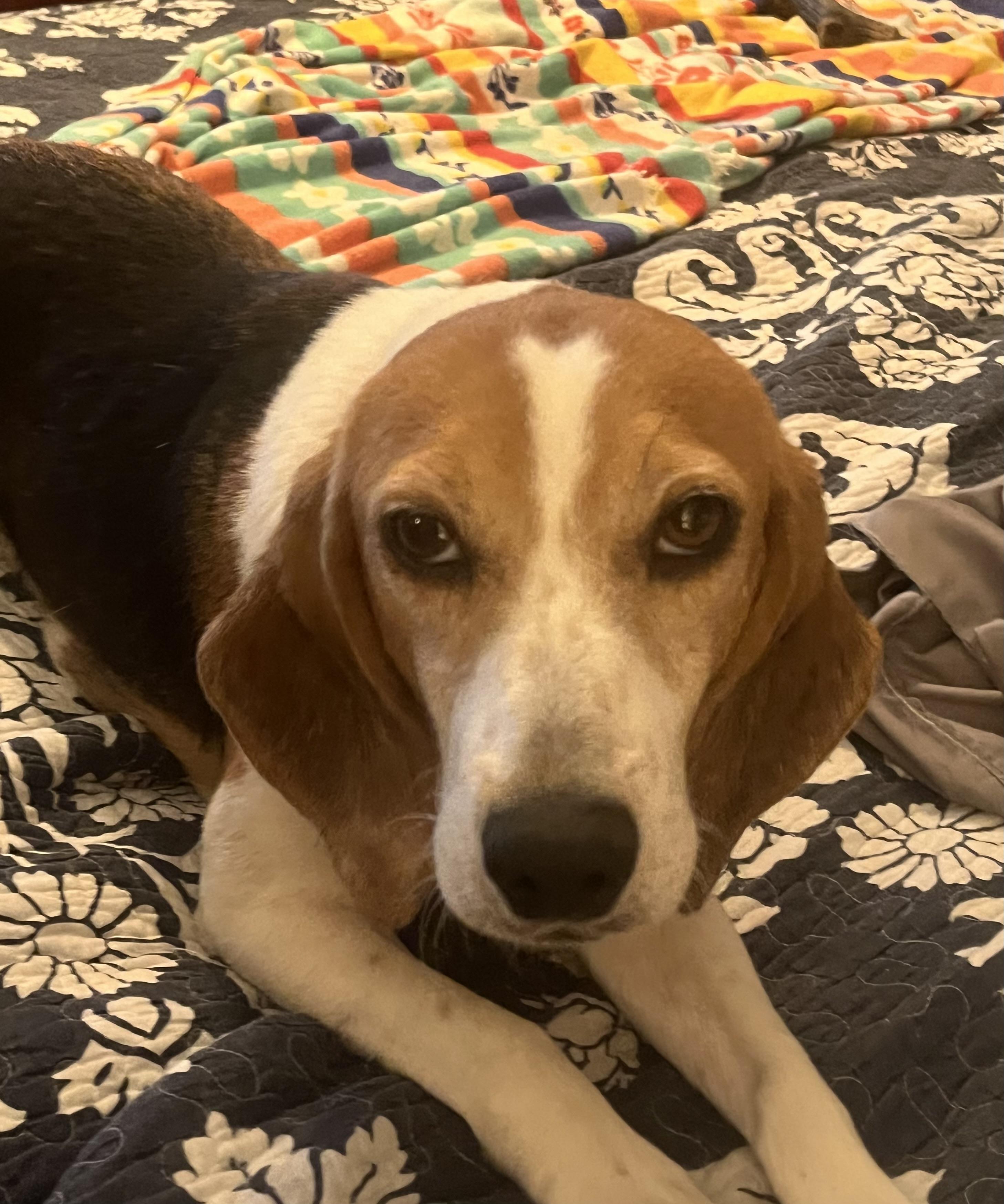 Chloe, a ADOPTABLE Beagle in Prairieville, LA image 2/6