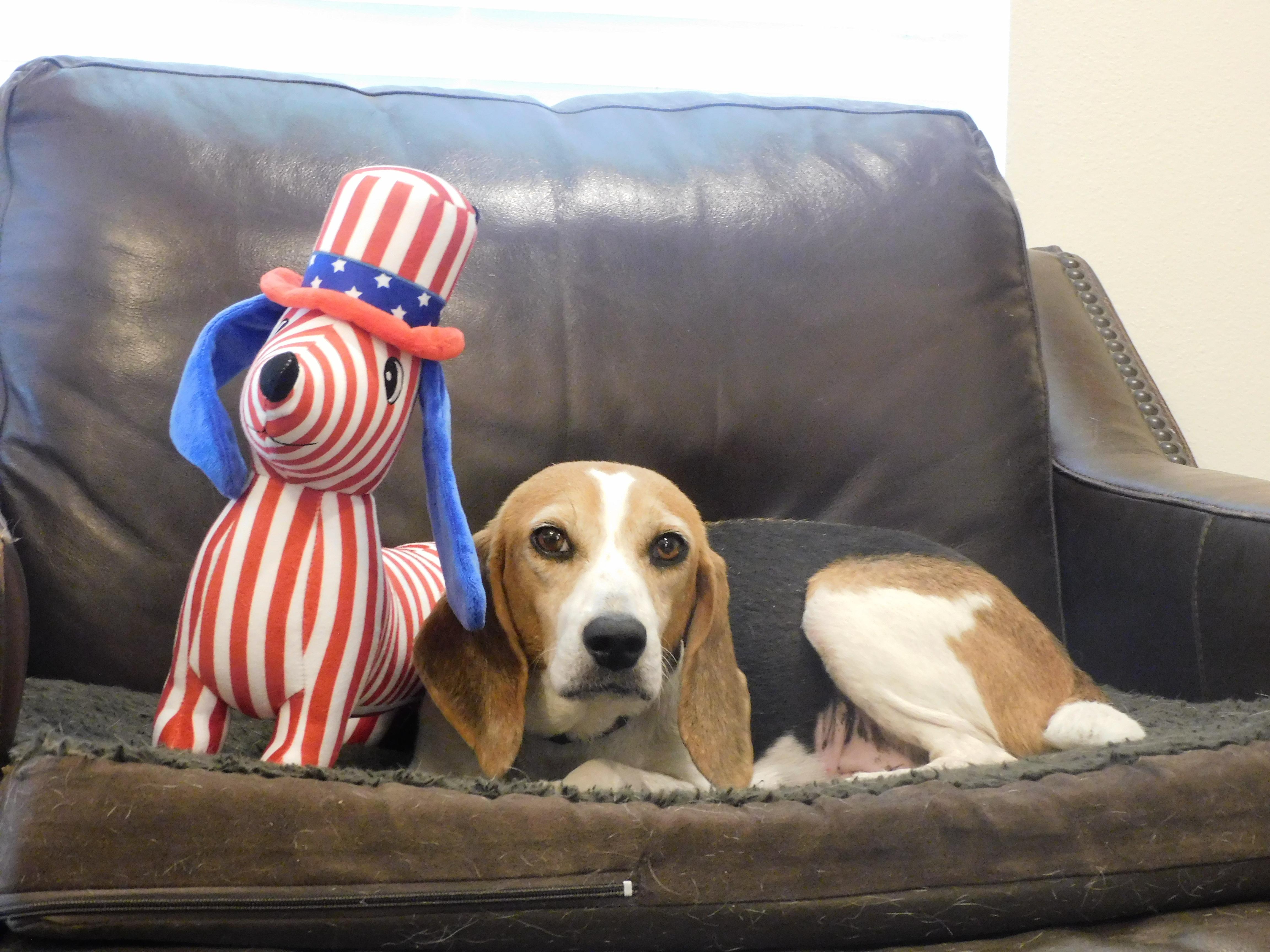 Chloe, a ADOPTABLE Beagle in Prairieville, LA image 1/6
