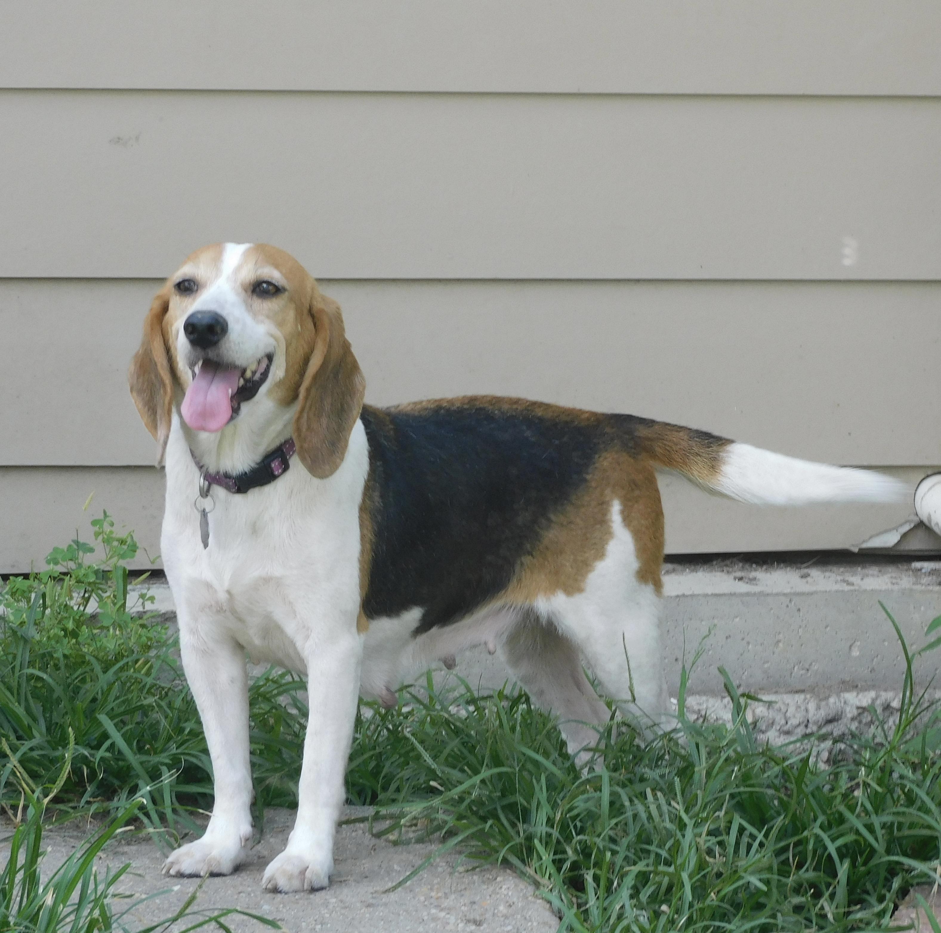 Chloe, a ADOPTABLE Beagle in Prairieville, LA image 5/6