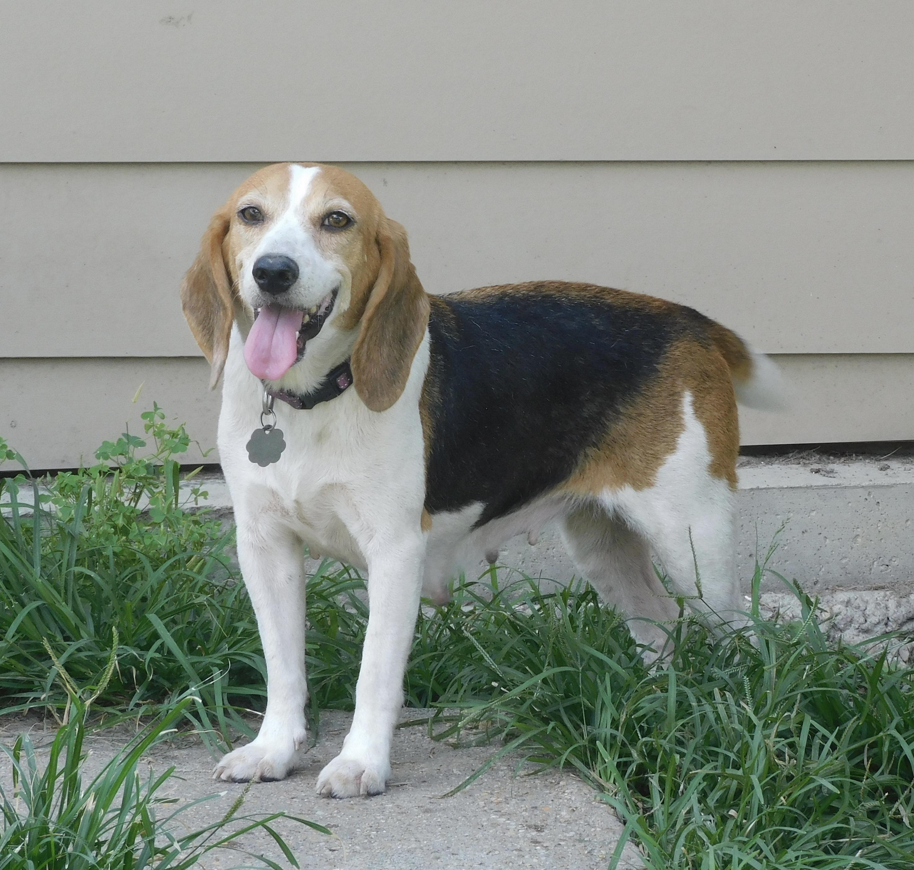 Chloe, a ADOPTABLE Beagle in Prairieville, LA image 6/6