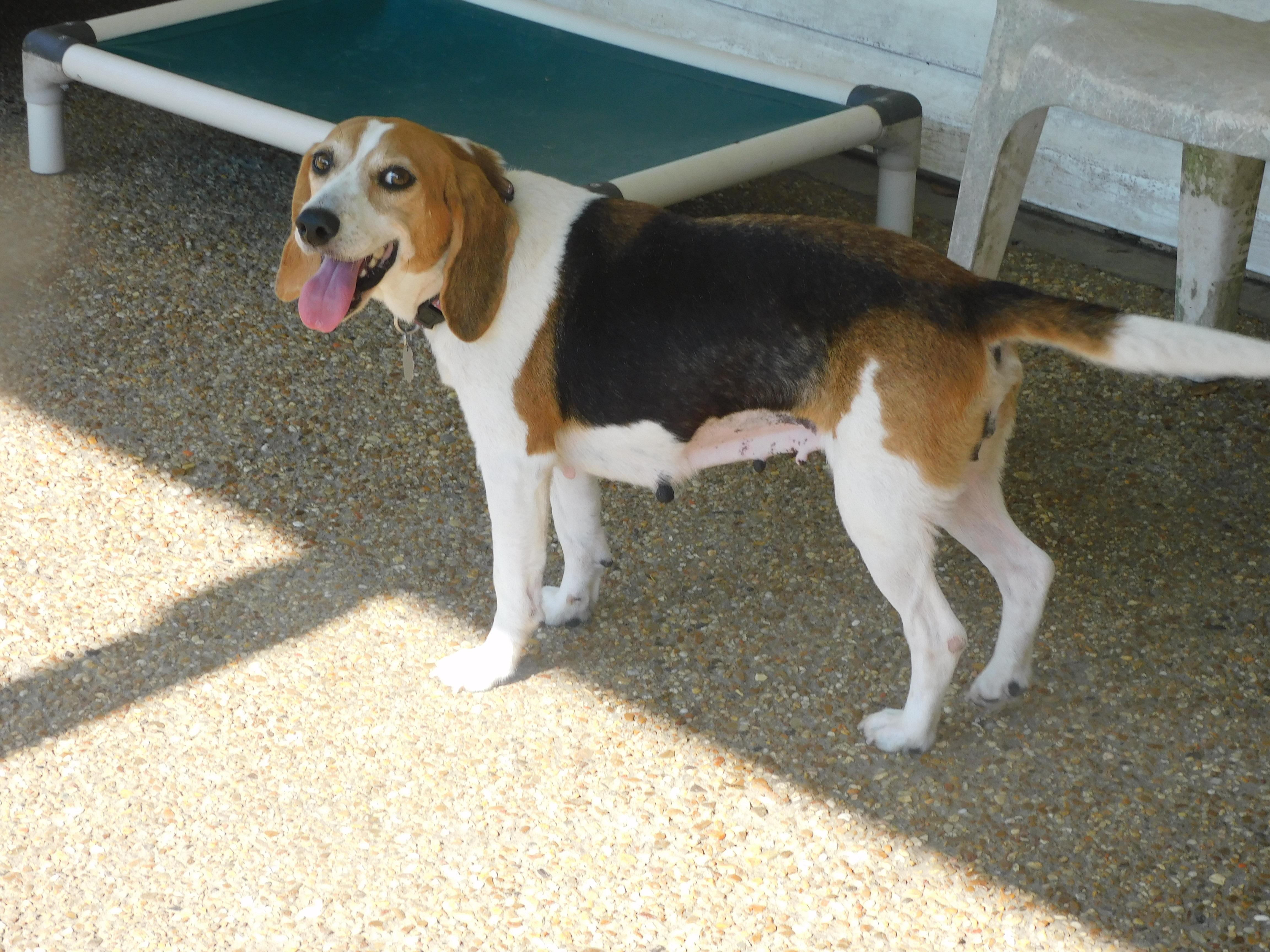 Chloe, a ADOPTABLE Beagle in Prairieville, LA image 2/6