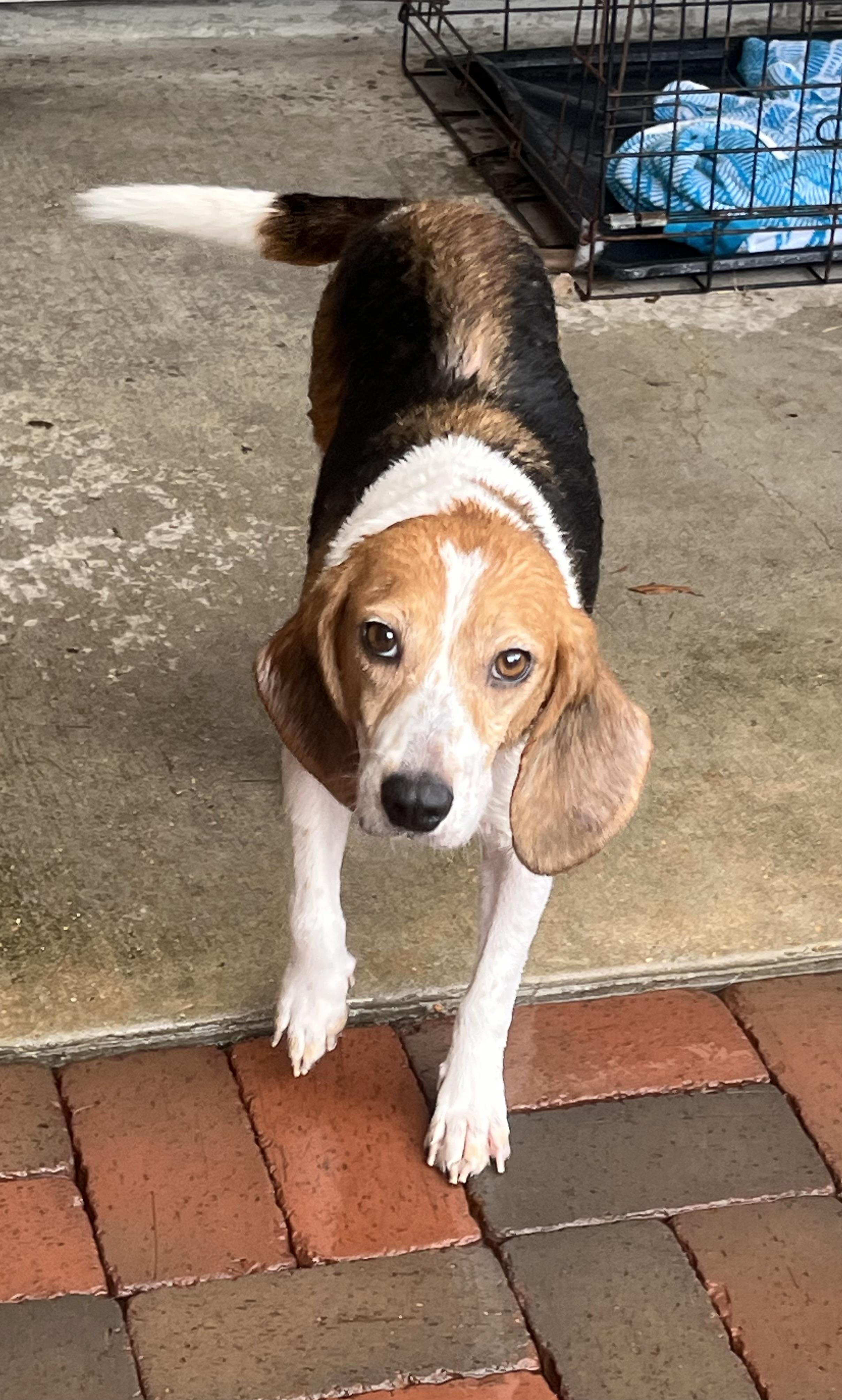 Chloe, a ADOPTABLE Beagle in Prairieville, LA image 3/6