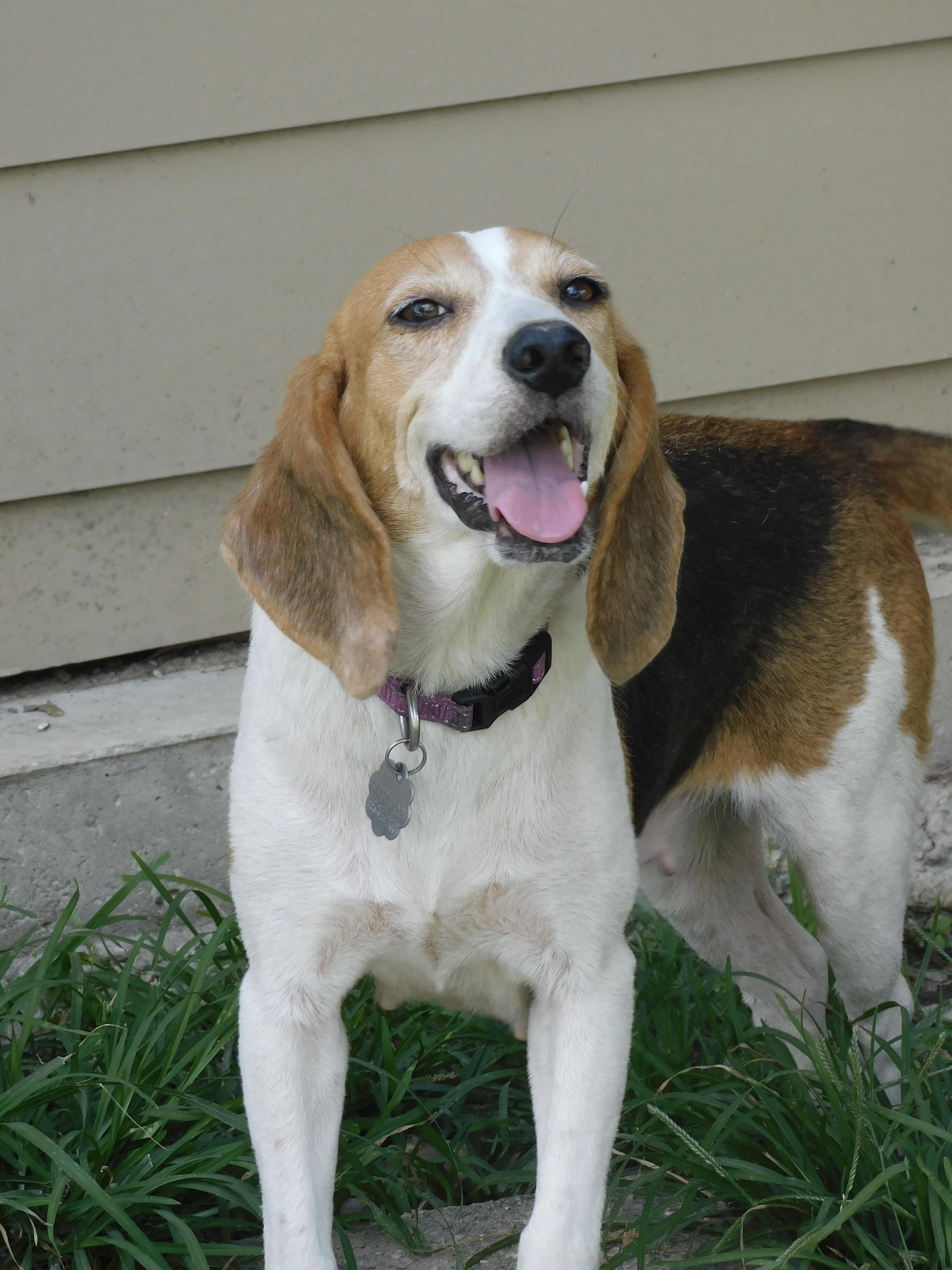 Chloe, a ADOPTABLE Beagle in Prairieville, LA image 1/6