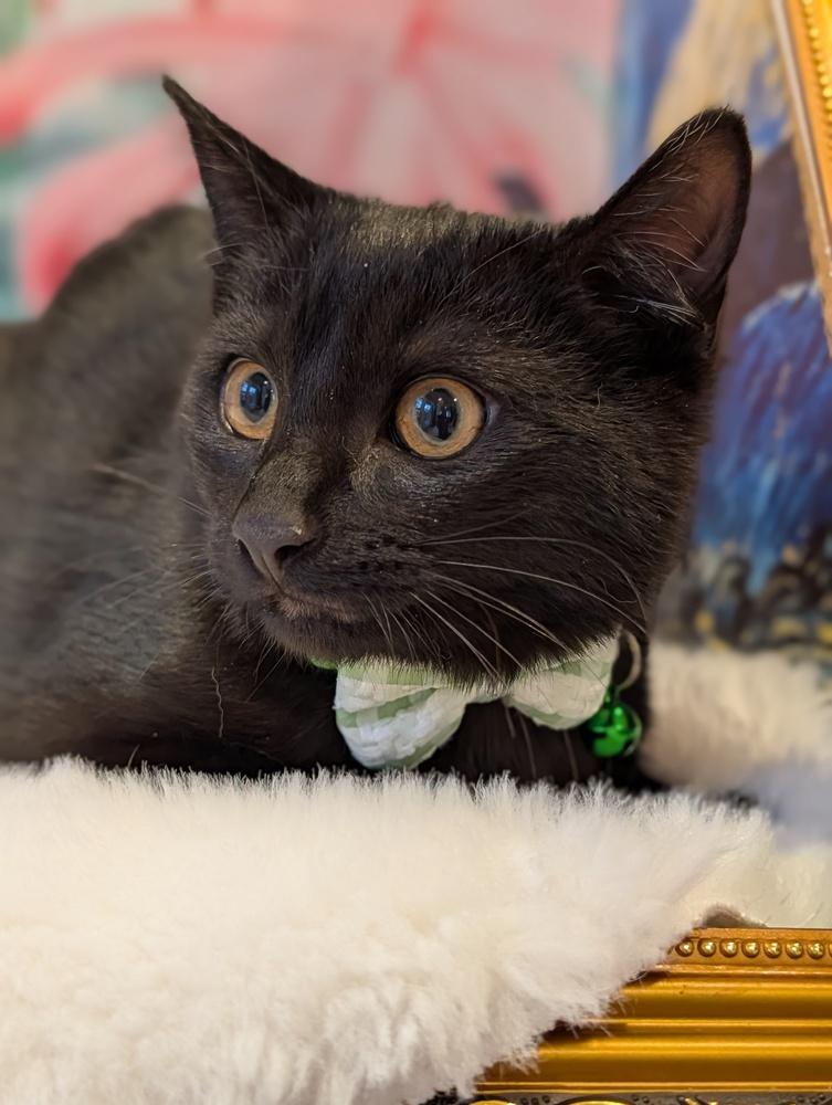 Kona, Adoptable, Kitten Male Domestic Short Hair.