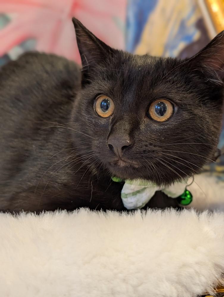 Enlarge Kona, a Adoptable Domestic Short Hair in Fremont, CA image 2/6