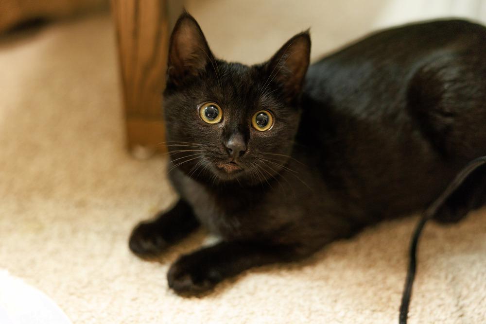 Enlarge Kona, a Adoptable Domestic Short Hair in Fremont, CA image 3/6
