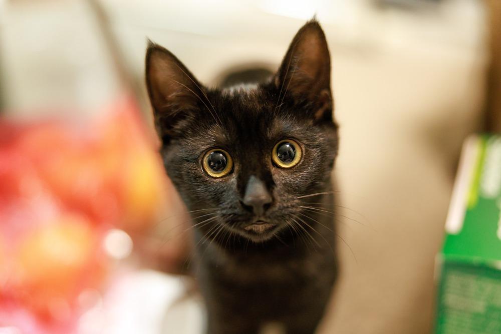 Enlarge Kona, a Adoptable Domestic Short Hair in Fremont, CA image 4/6