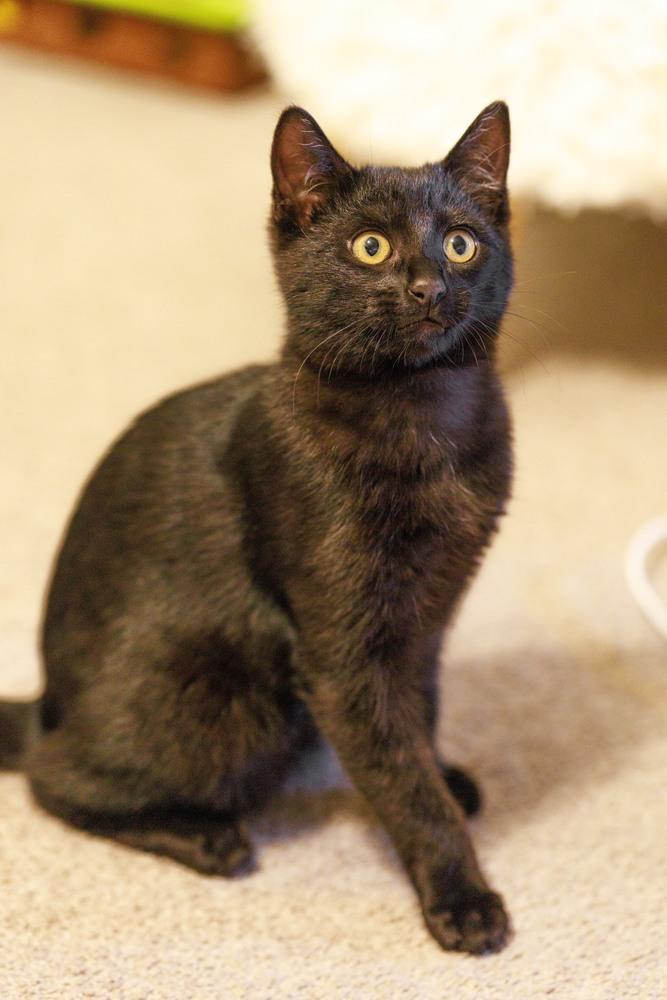 Enlarge Kona, a Adoptable Domestic Short Hair in Fremont, CA image 5/6