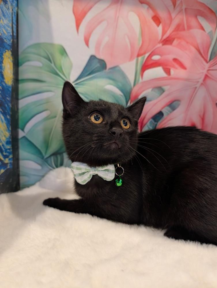 Enlarge Kona, a Adoptable Domestic Short Hair in Fremont, CA image 6/6