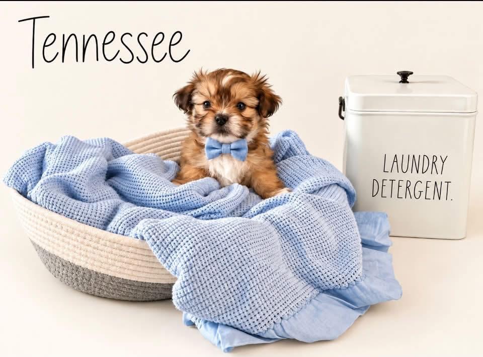 Tennessee, Adoptable, Puppy Male Shih Tzu.