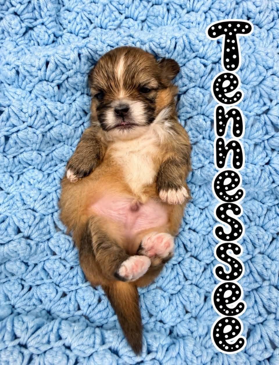 Enlarge Tennessee, a Adoption Pending mixed breed in Cleveland, OH image 2/3