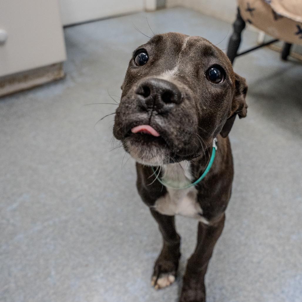 Snooki, Adoptable, Puppy Female Pit Bull Terrier & Mixed Breed.