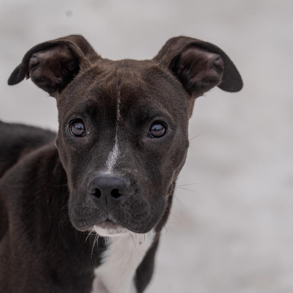 Snooki, a Adoptable mixed breed in Pawling, NY image 2/6