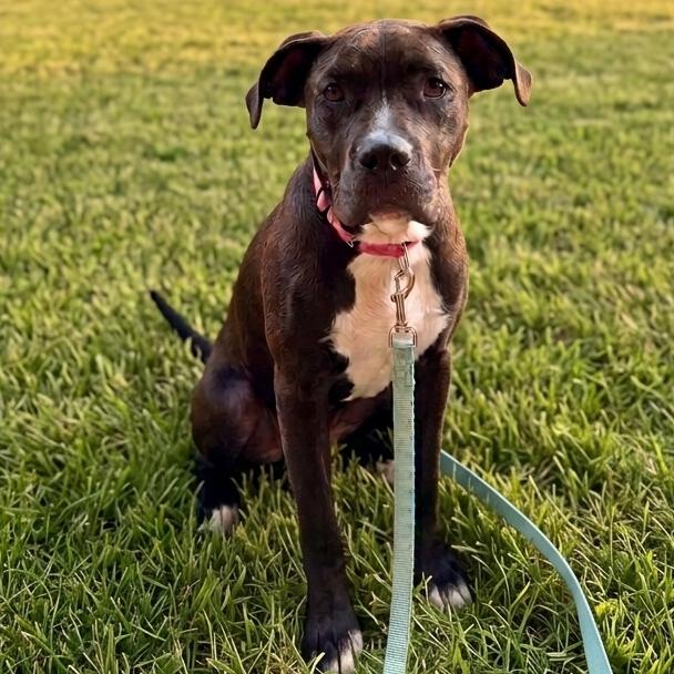 Snooki, a Adoptable mixed breed in Pawling, NY image 3/6