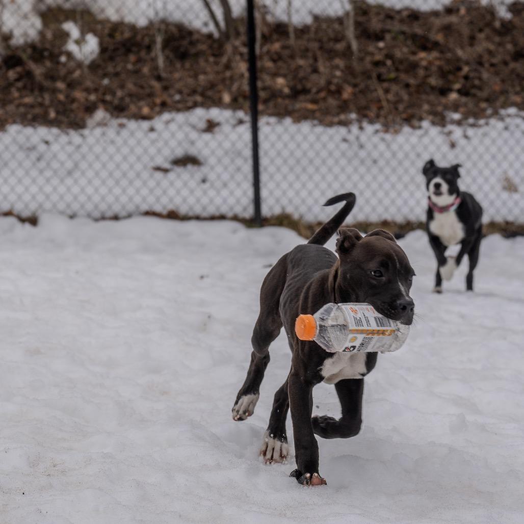 Snooki, a Adoptable mixed breed in Pawling, NY image 3/6