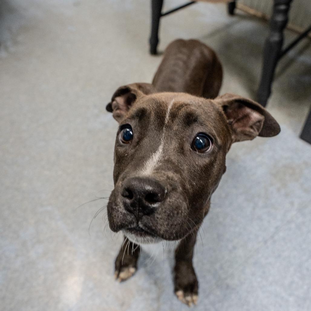 Snooki, a Adoptable mixed breed in Pawling, NY image 4/6