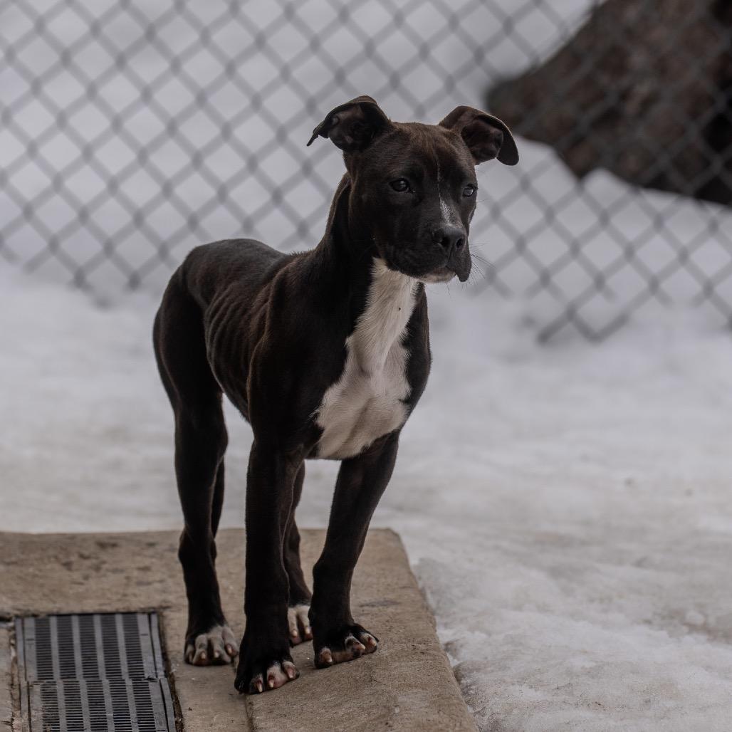 Snooki, a Adoptable mixed breed in Pawling, NY image 6/6