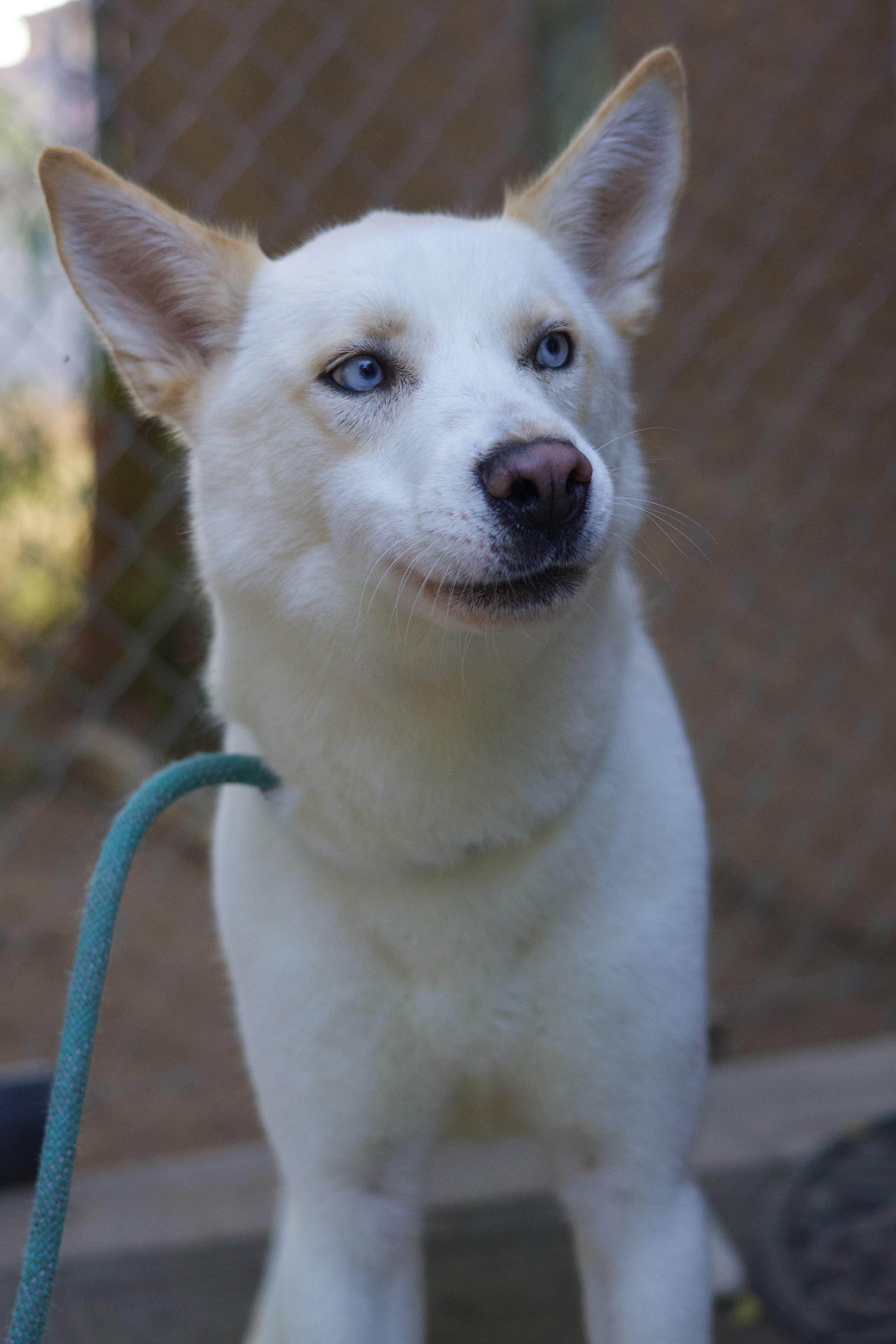 Enlarge Kameron, a Adoptable Siberian Husky in Phoenix, AZ image 3/4