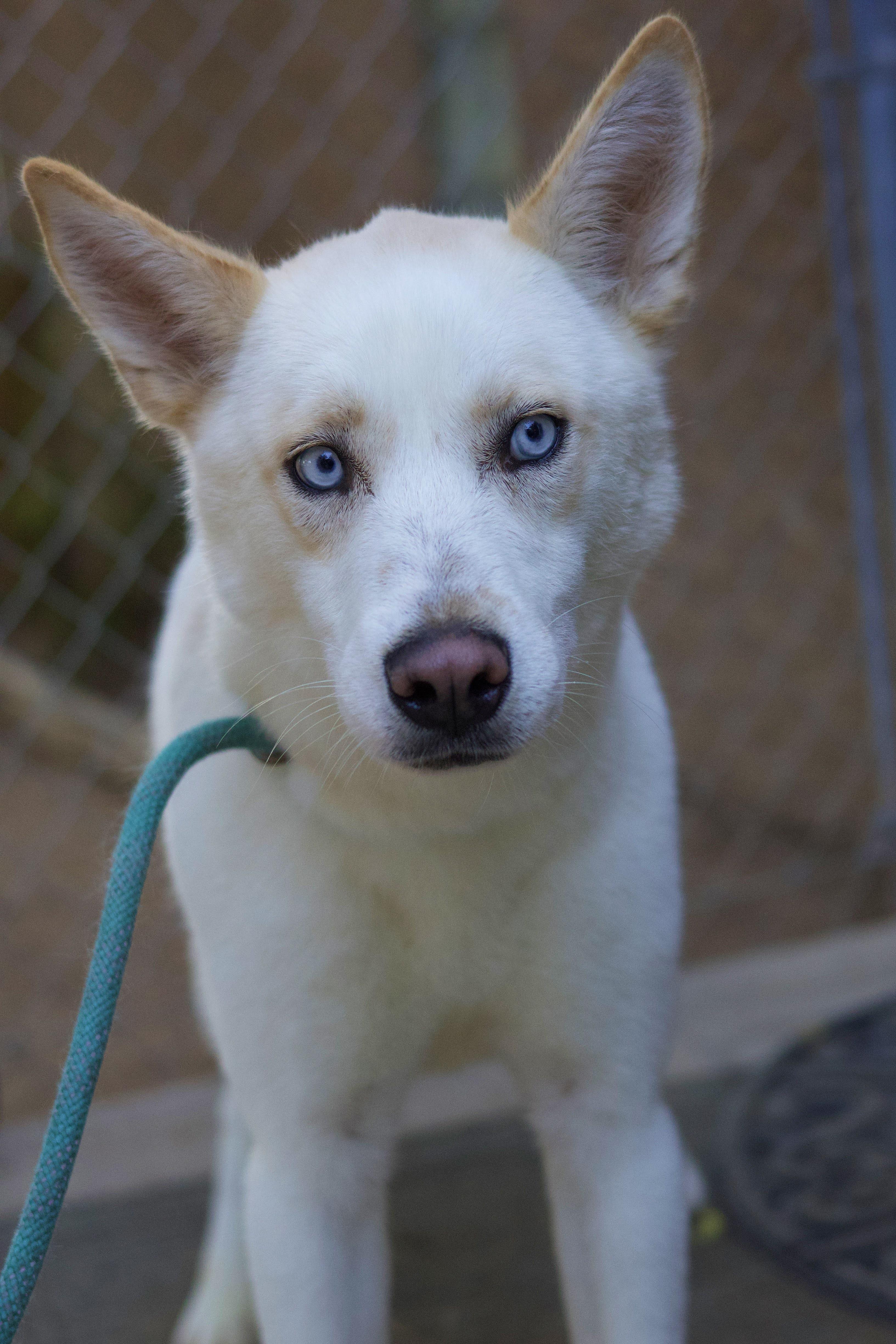 Enlarge Kameron, a Adoptable Siberian Husky in Phoenix, AZ image 4/4