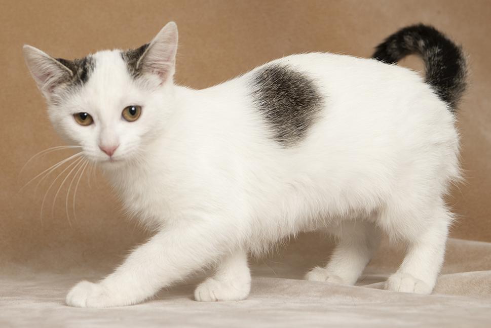 Enlarge Emma and Ashley, a Adoptable Domestic Short Hair in Chicago, IL image 6/6