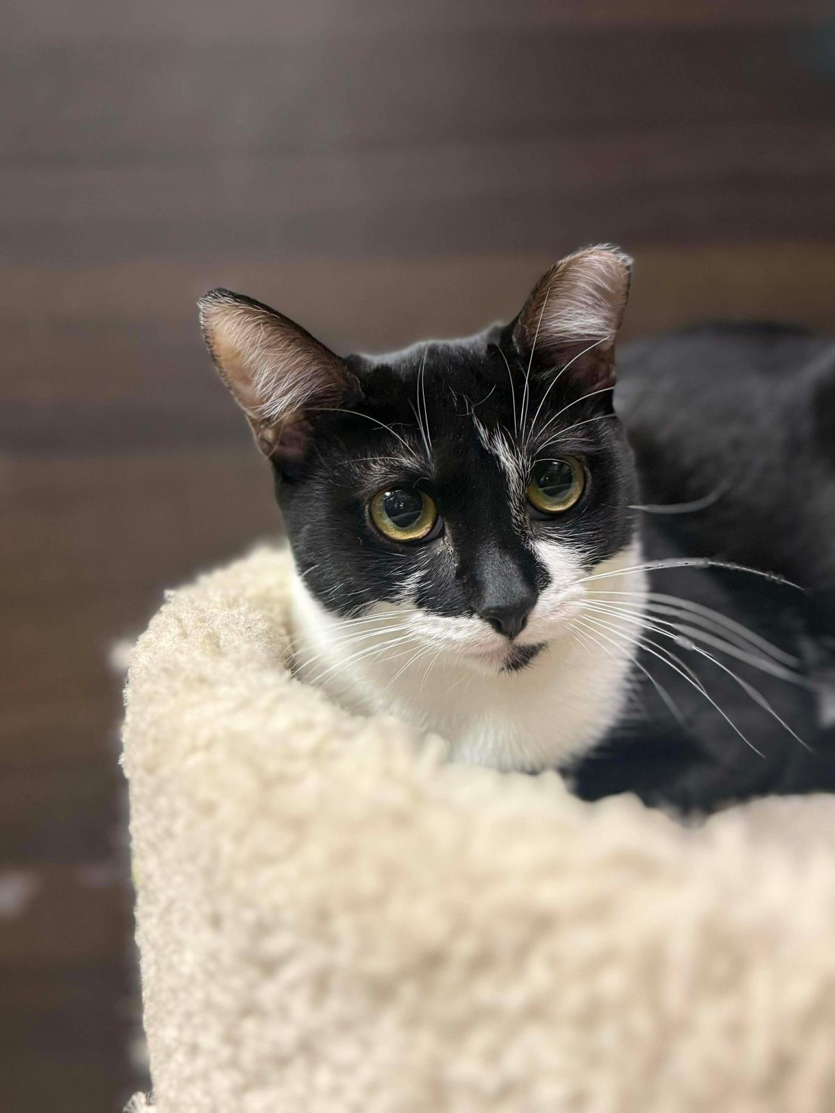 Natasha Charm, Adoptable, Kitten Female Domestic Short Hair.