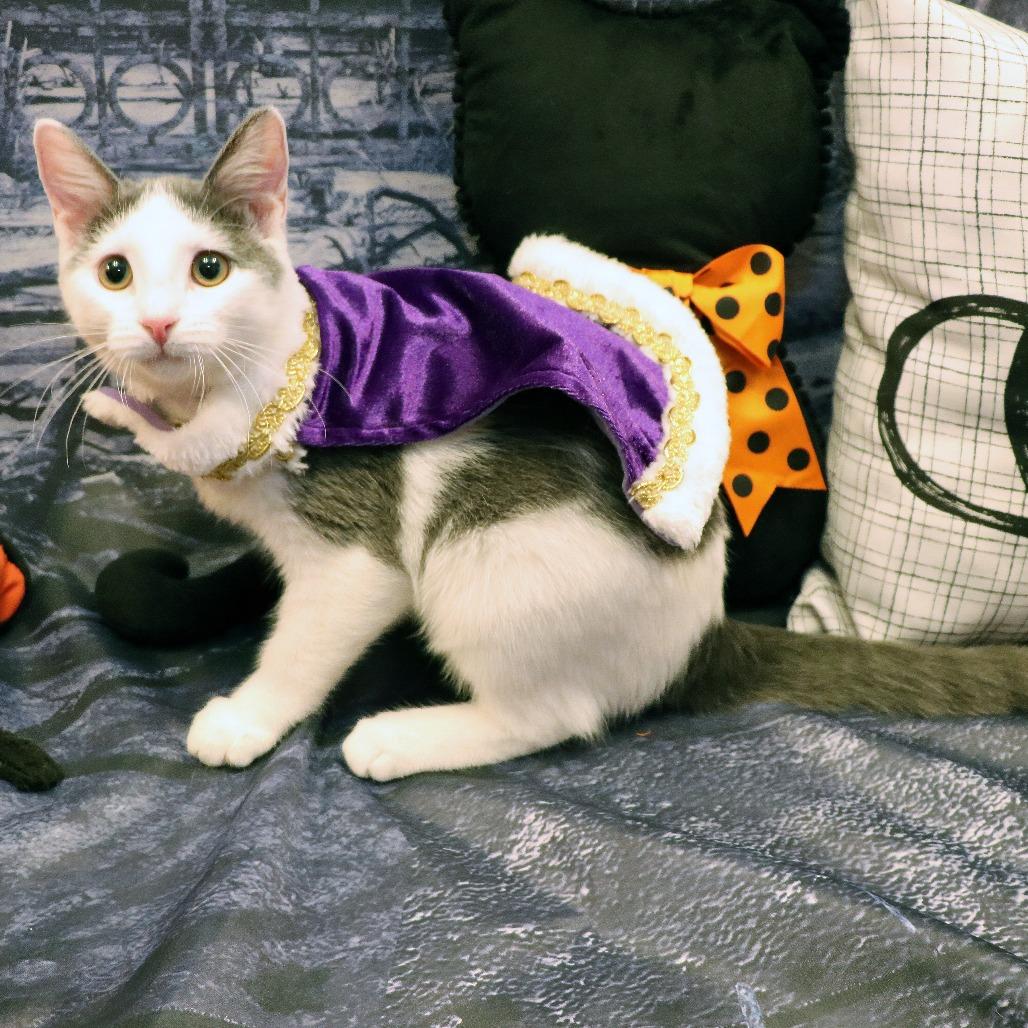 Cloudy, Adoptable, Kitten Female Domestic Short Hair.