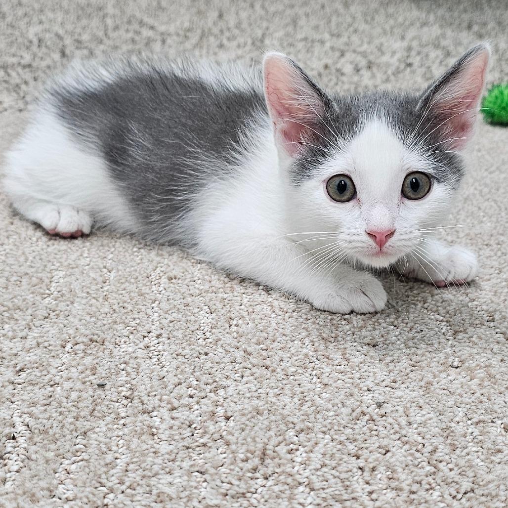 Cloudy, Adoptable, Kitten Female Domestic Short Hair.
