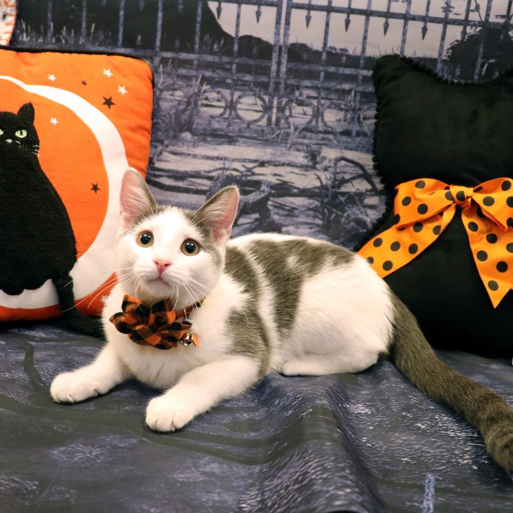 Enlarge Cloudy, a Adoptable Domestic Short Hair in FAIRWAY, KS image 2/6