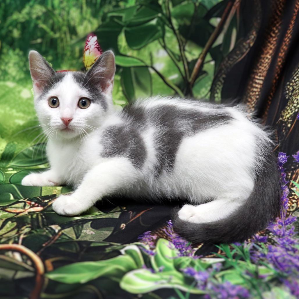 Enlarge Cloudy, a Adoptable Domestic Short Hair in FAIRWAY, KS image 2/5