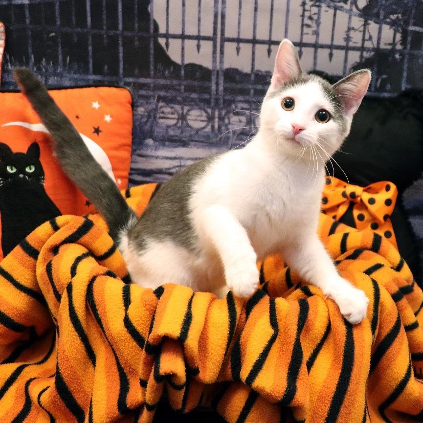 Enlarge Cloudy, a Adoptable Domestic Short Hair in FAIRWAY, KS image 5/6