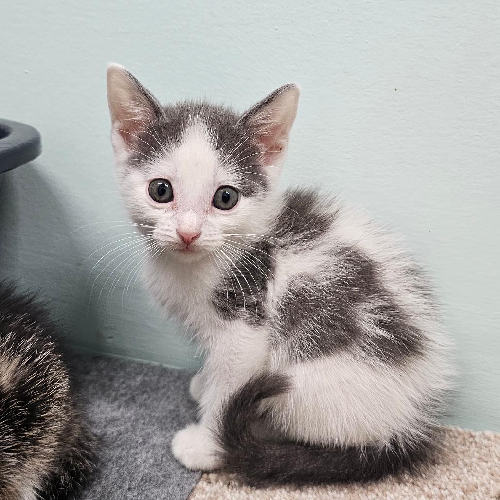 Enlarge Cloudy, a Adoptable Domestic Short Hair in FAIRWAY, KS image 4/5