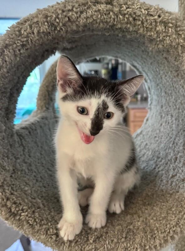 Enlarge Moo Cow, a Adoptable Domestic Short Hair in North Babylon, NY image 4/6