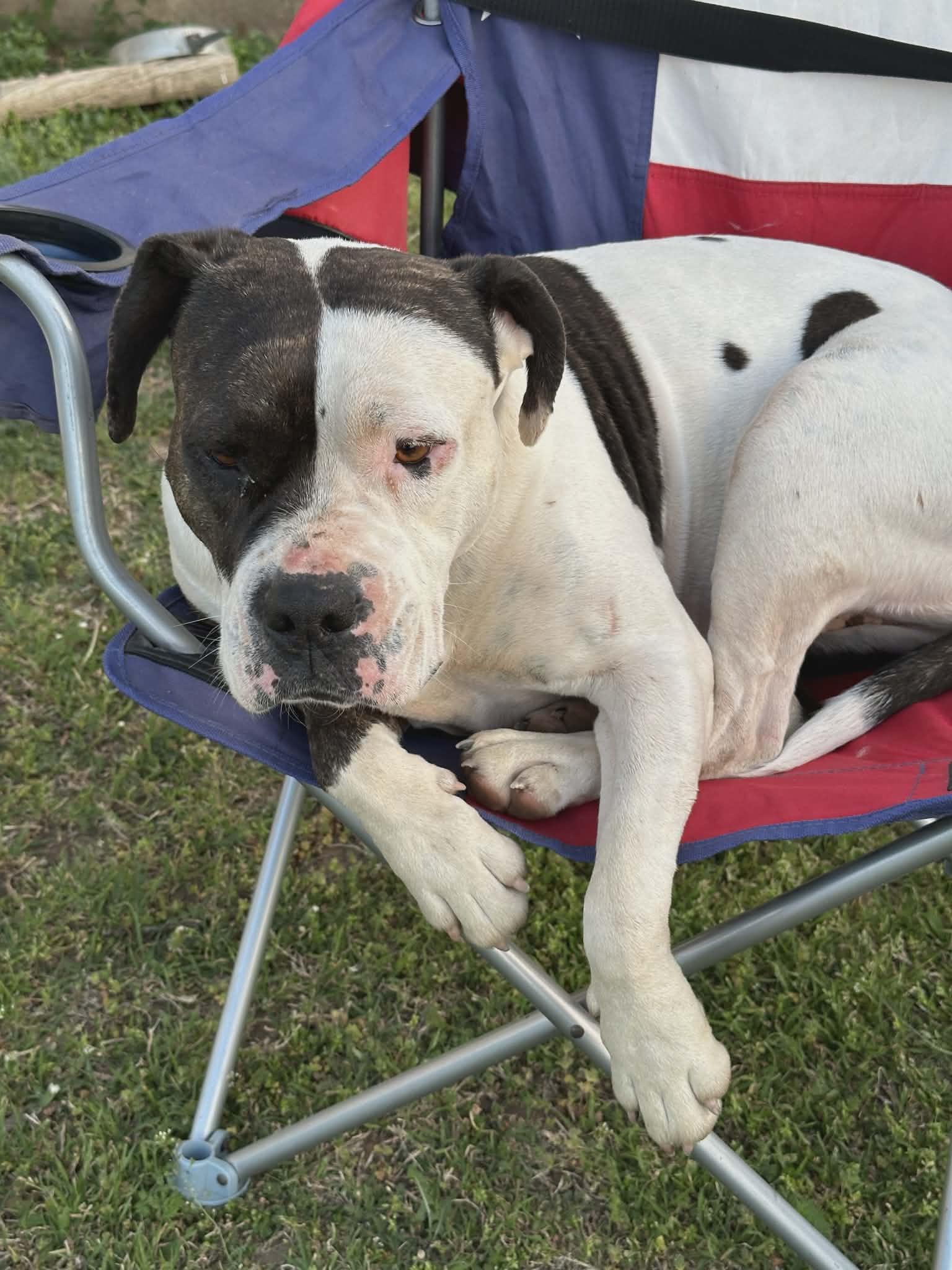 Enlarge Sadie (Courtesy Post), a ADOPTABLE mixed breed in Bowie, TX image 2/2