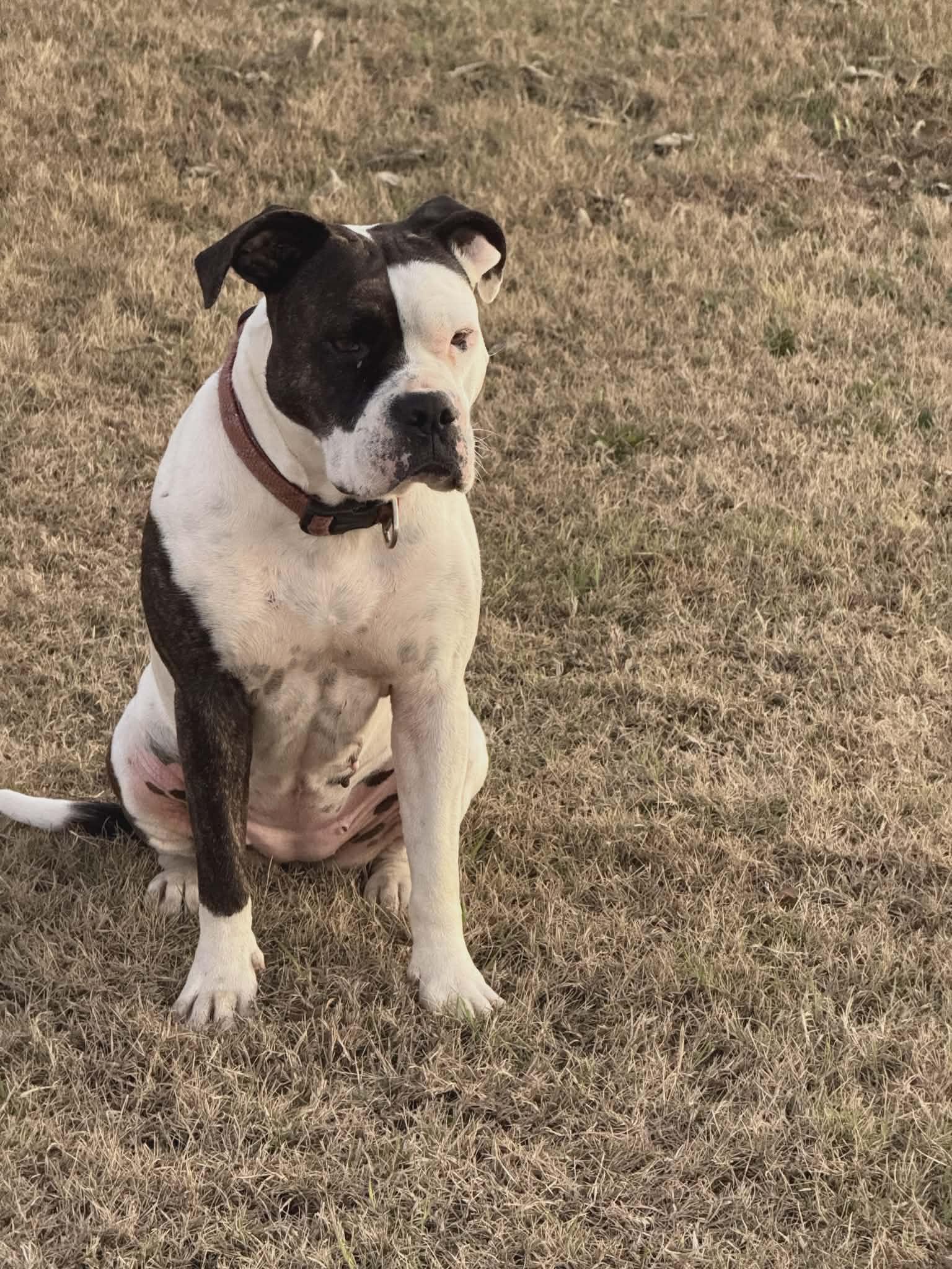 Enlarge Sadie (Courtesy Post), a ADOPTABLE mixed breed in Bowie, TX image 1/2